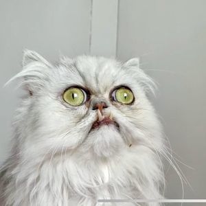 Meet your Posher, Bryan